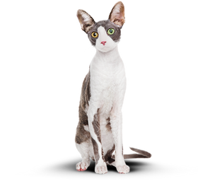 Фотография кота после программы