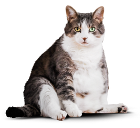 Фотография кота до программы